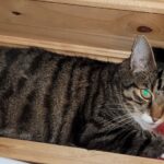 Cat in a Drawer